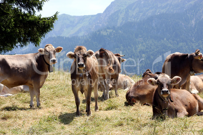 Auf der Alm