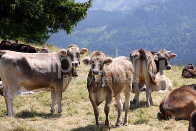 Auf der Alm