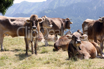 Auf der Alm