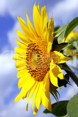 Sonnenblume