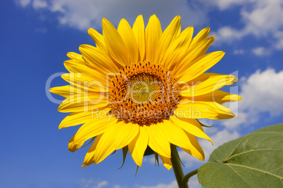 Sonnenblume