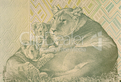 Lioness Lying with two Cubs