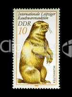 Marmot on Stamp from East Germany