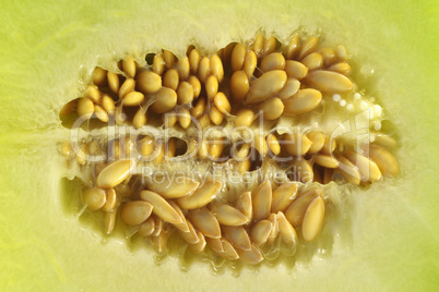 Melon Seeds