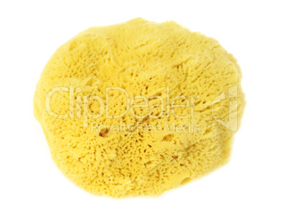 Natural Sponge