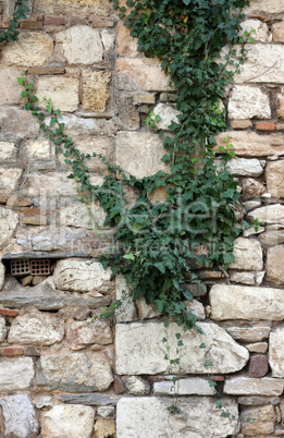 Plant over stone wall