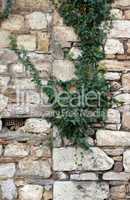 Plant over stone wall