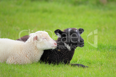 black and white lamb