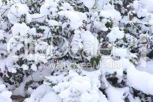 Plants covered with snow