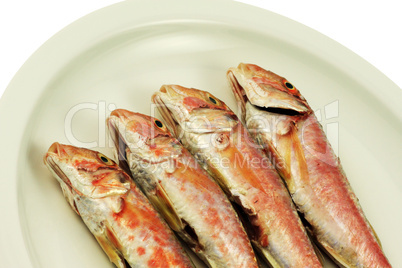 Red Mullet