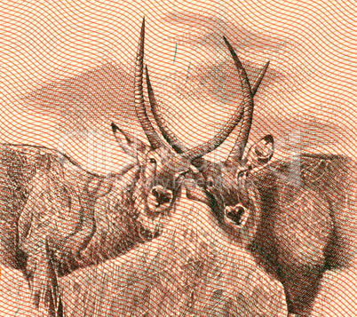 Two antelope