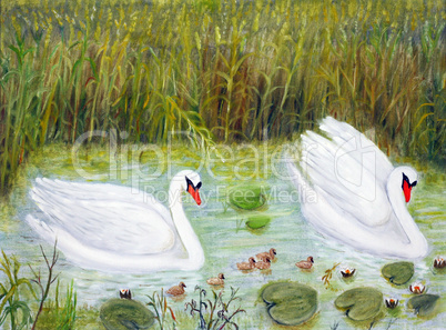 Two swans with their little ones