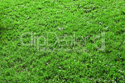 Grass