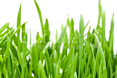 Grass