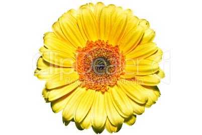 Yellow flower