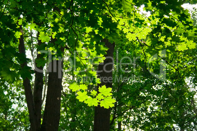 Green maple