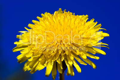 Dandelion