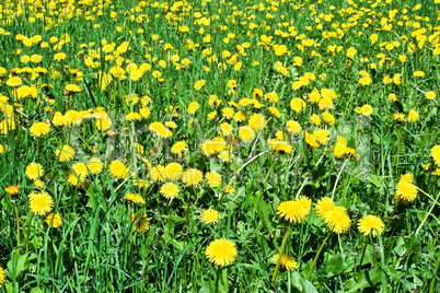 Dandelion field