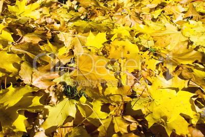 Fallen leaves carpet