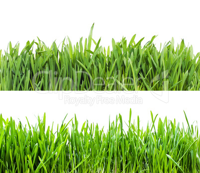 Grass