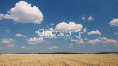 White clouds flying on blue sky over yellow oat field