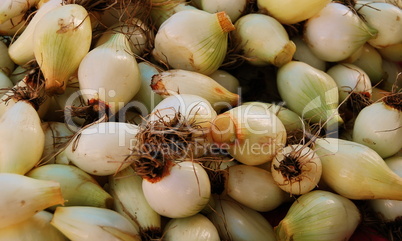 new onions