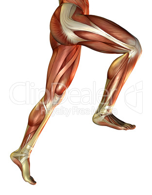 Beinmuskulatur vom Mann