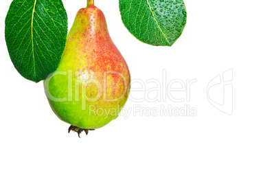 Fresh pear with greeen leaves