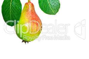 Fresh pear with greeen leaves