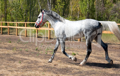 Beautiful horse