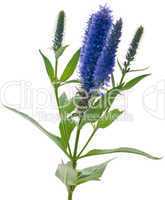 Veronica flowering spikes