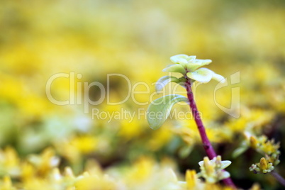 yellow sedum