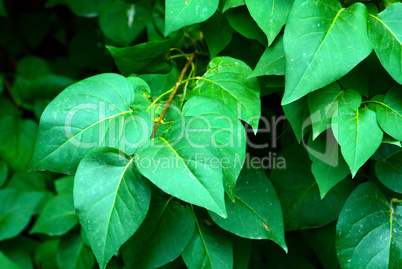 Lilac leaves