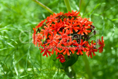 Lychnis chalcedonica