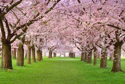 Kirschgarten in voller Blüte