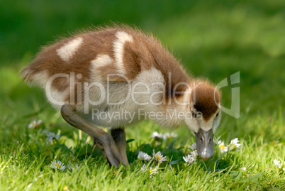 Gänseküken genießt Gänseblümchen