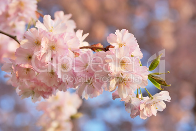 Kirschblütenzweig im warmen Licht