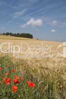 Feld im Sommer