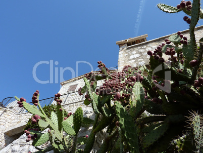Old house and cactus
