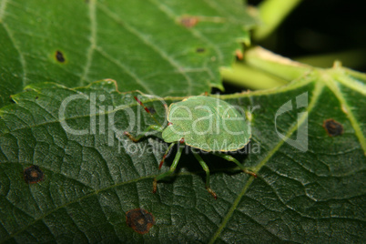 Stinkwanze (Palomena prasina) / Green shield bug (Palomena prasi