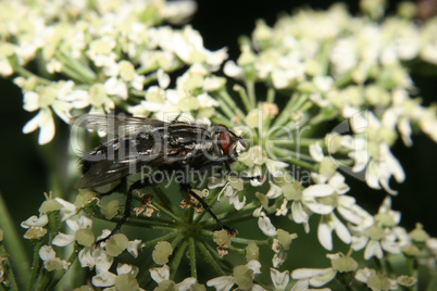 Schmeissfliege (Calliphoridae) / Blowfly (Calliphoridae)