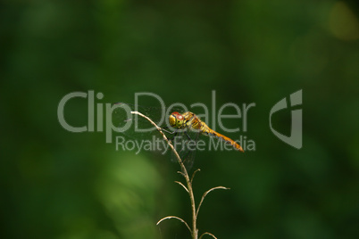 Grosse Heidelibelle (Sympetrum striolatum) / Common Darter (Symp