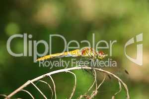 Grosse Heidelibelle (Sympetrum striolatum) / Common Darter (Symp