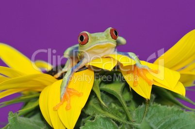 red eyed tree frog on a sunflower