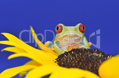 red eyed tree frog