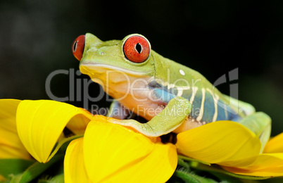 red eyed tree frog on a sunflower