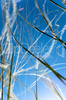 Feather grass