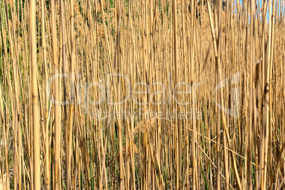 Reed texture