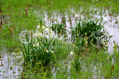 Märzenbecher - wild daffodil 26