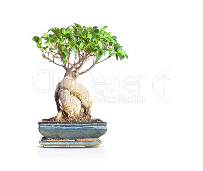 bonsai